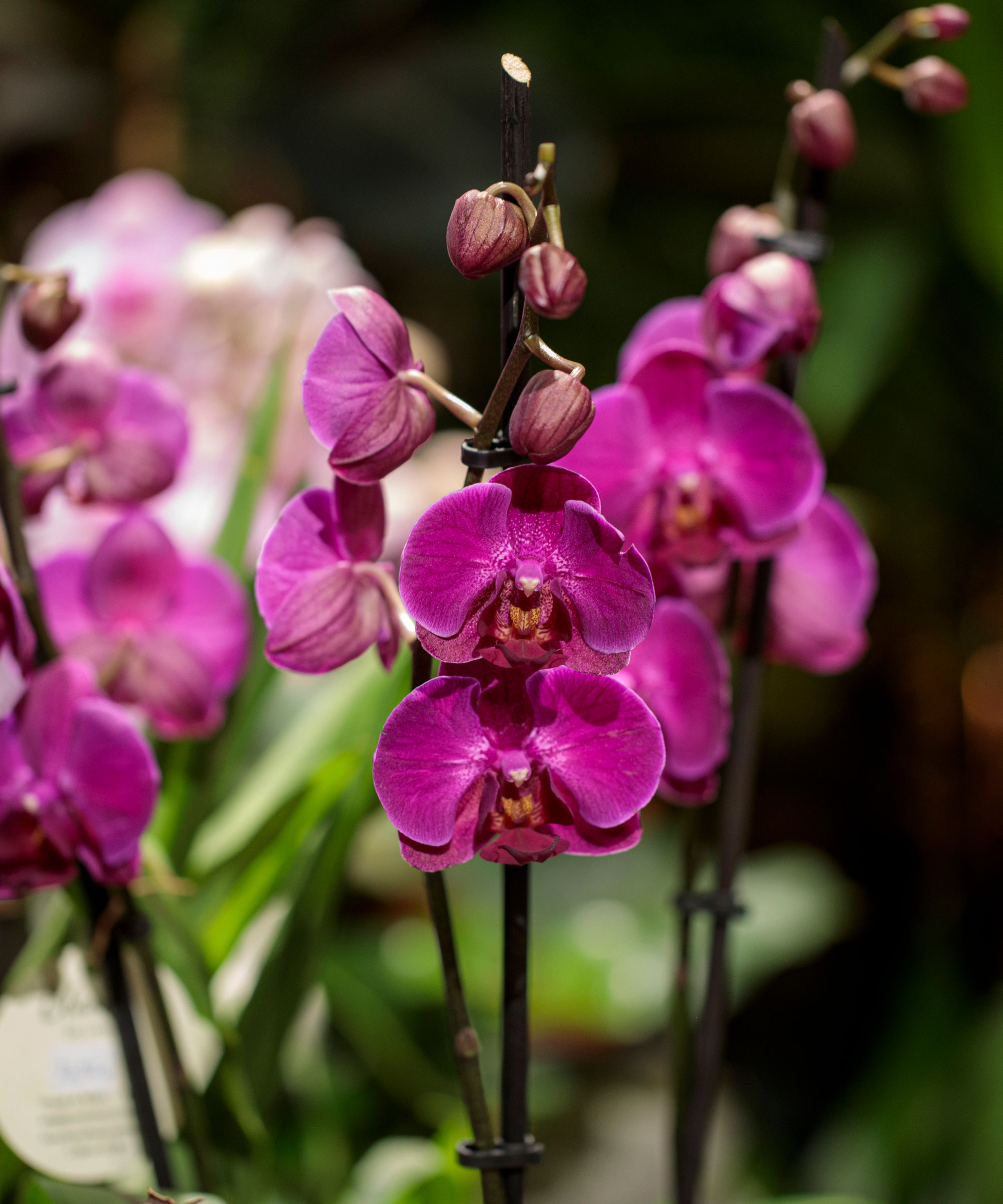 deep pink moth orchid flowers