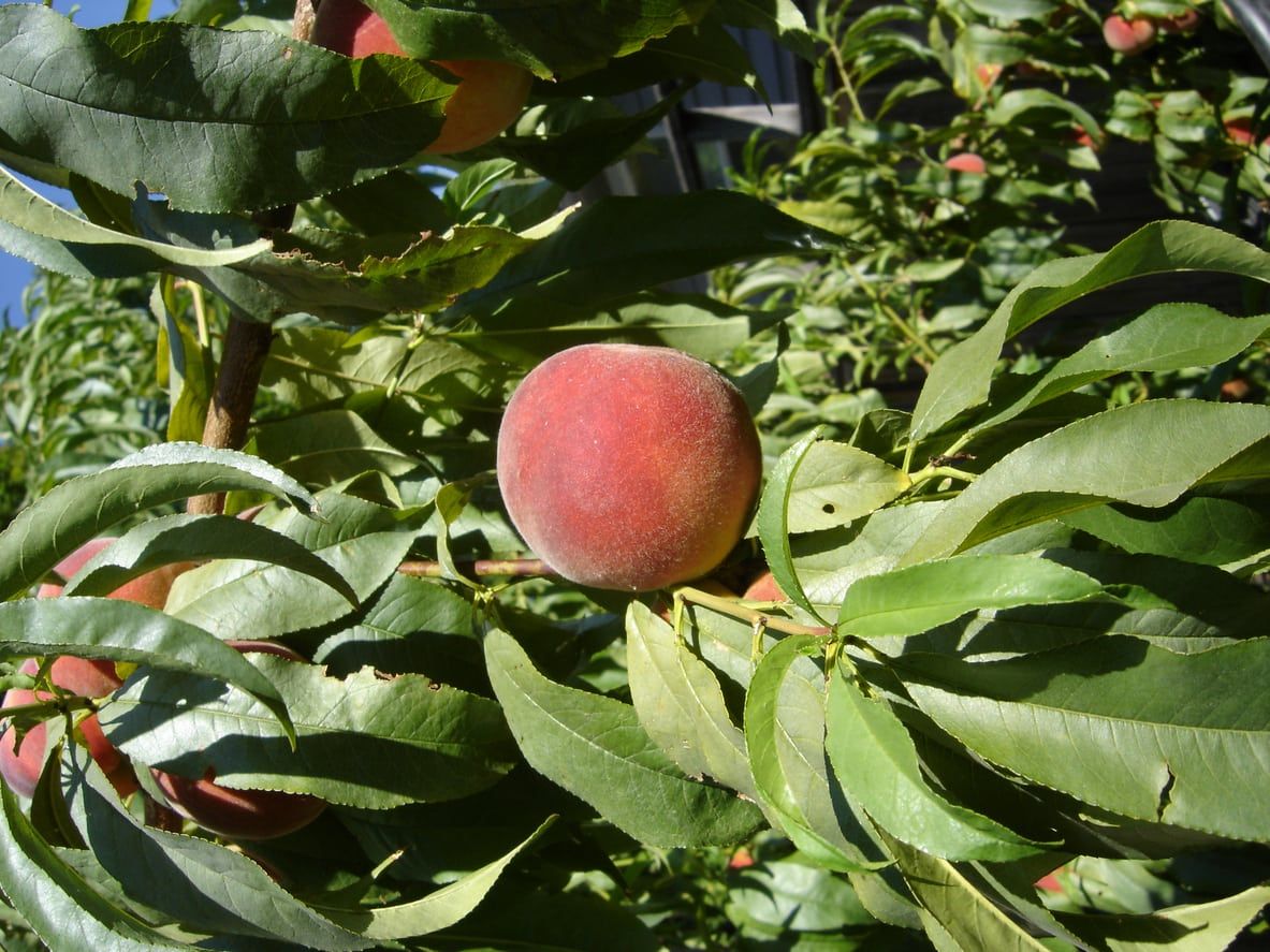 Organic Suncrest Peaches