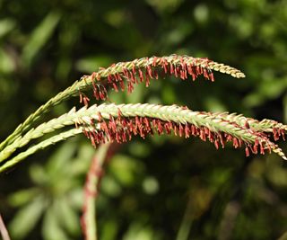 Eastern gamagrass seed tufts