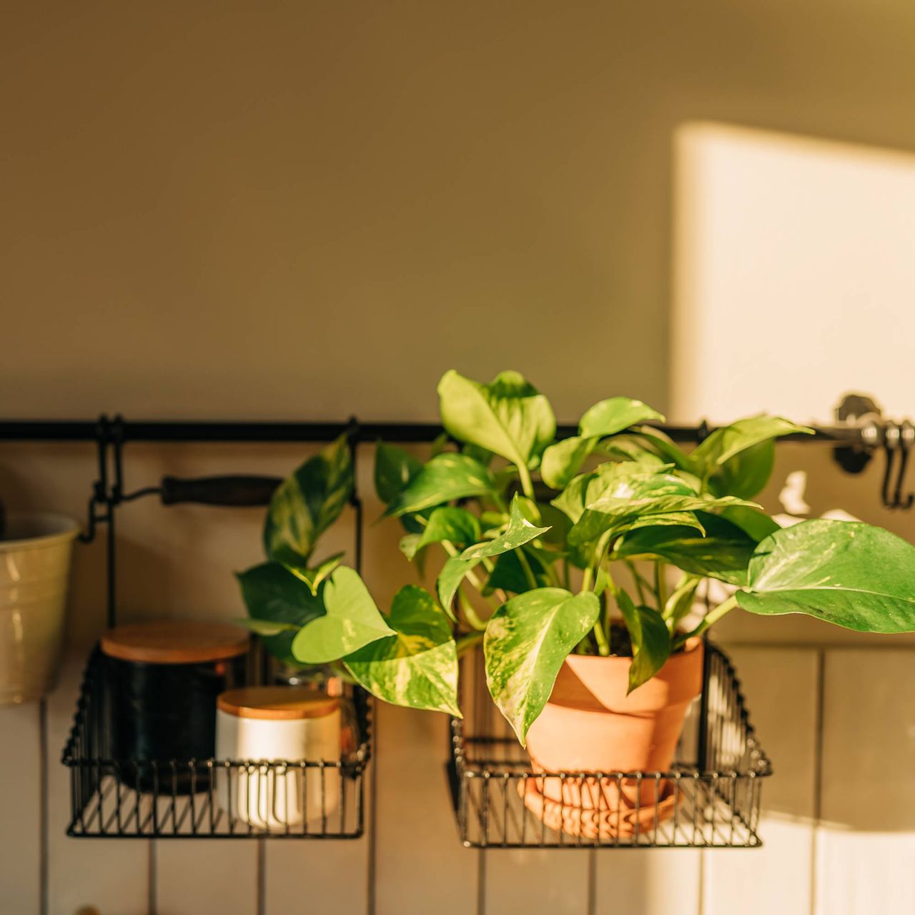 Sunlight in kitchen shines on pothos