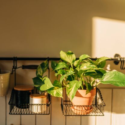 Sunlight in kitchen shines on pothos