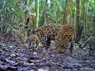 A jaguar mother with her two cubs in a Colombian oil palm plantation.