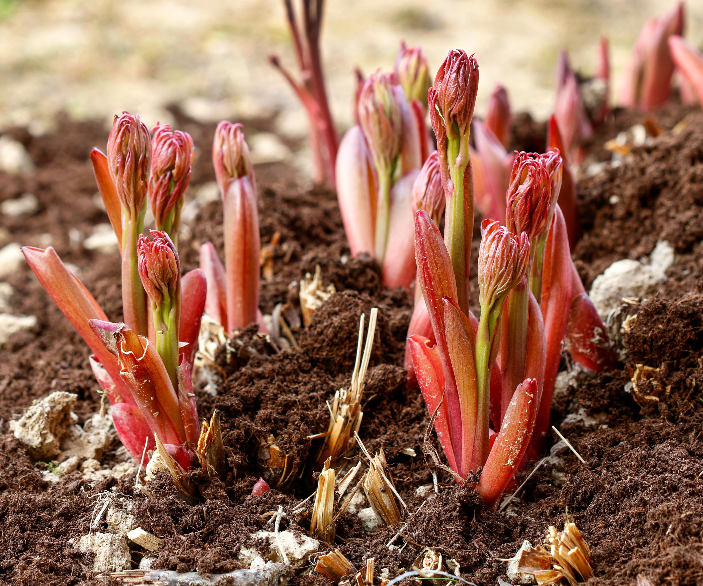 peony shoots poking out of ground in garden