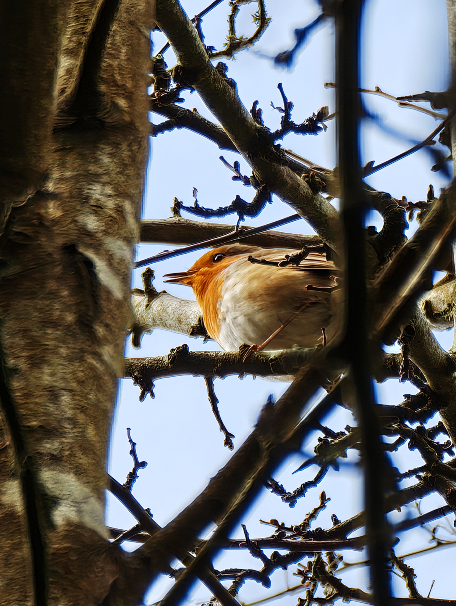 A photo taken on a Leica Leitzphone 200MP smartphone camera