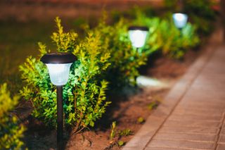 small plants up-lit by solar ground lights