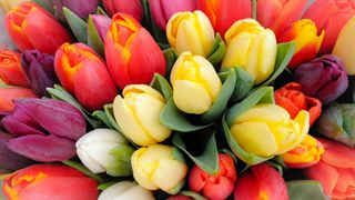 A bunch of tulips of various colors including yellow, red and white