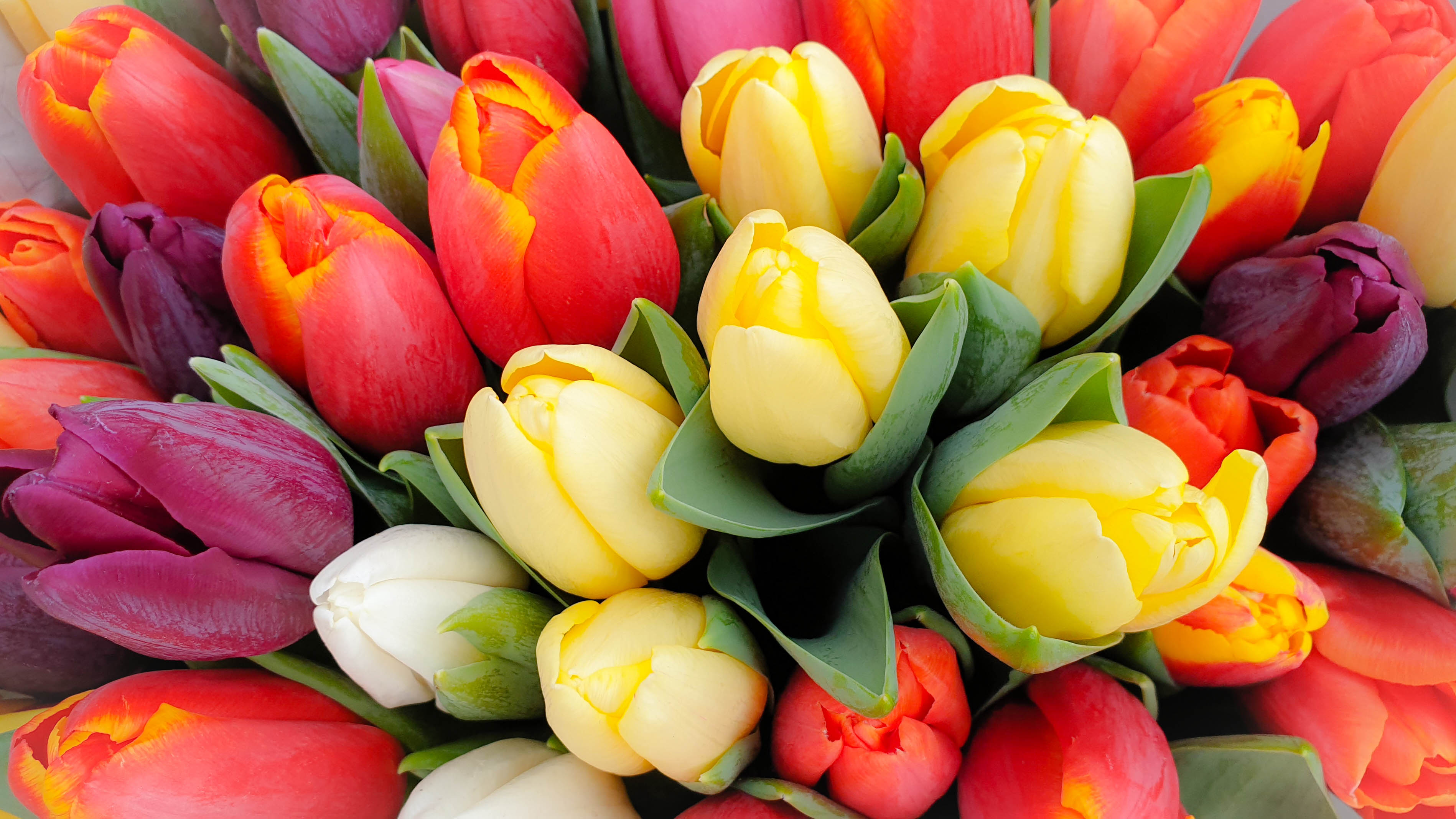 A bunch of tulips of different colors including yellow, red and white