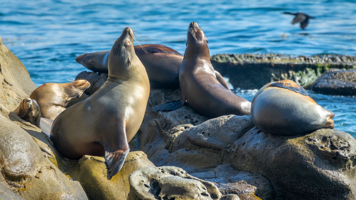 Sea lions in California, USA