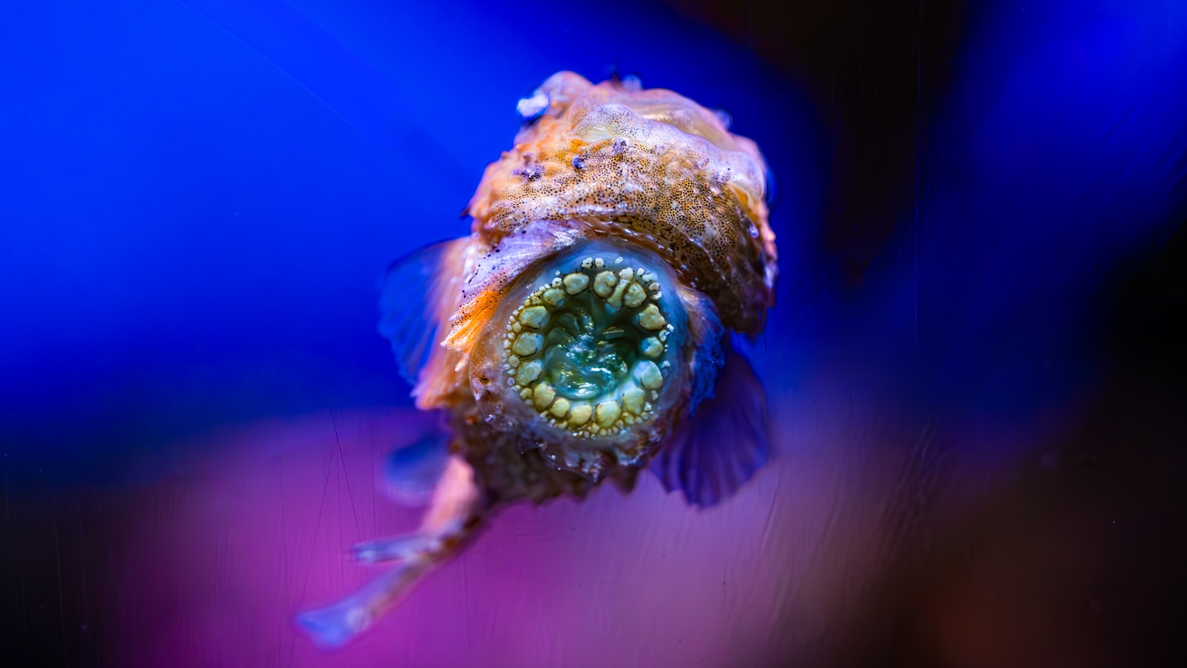 sucker of a pacific spiny lumpsucker on a purple and pink background