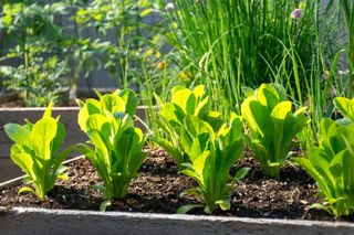 Close up of lettuce and chives growing in a raised bed