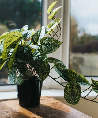 A plant by a sunny window