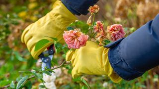 Woman pruning rose in fall