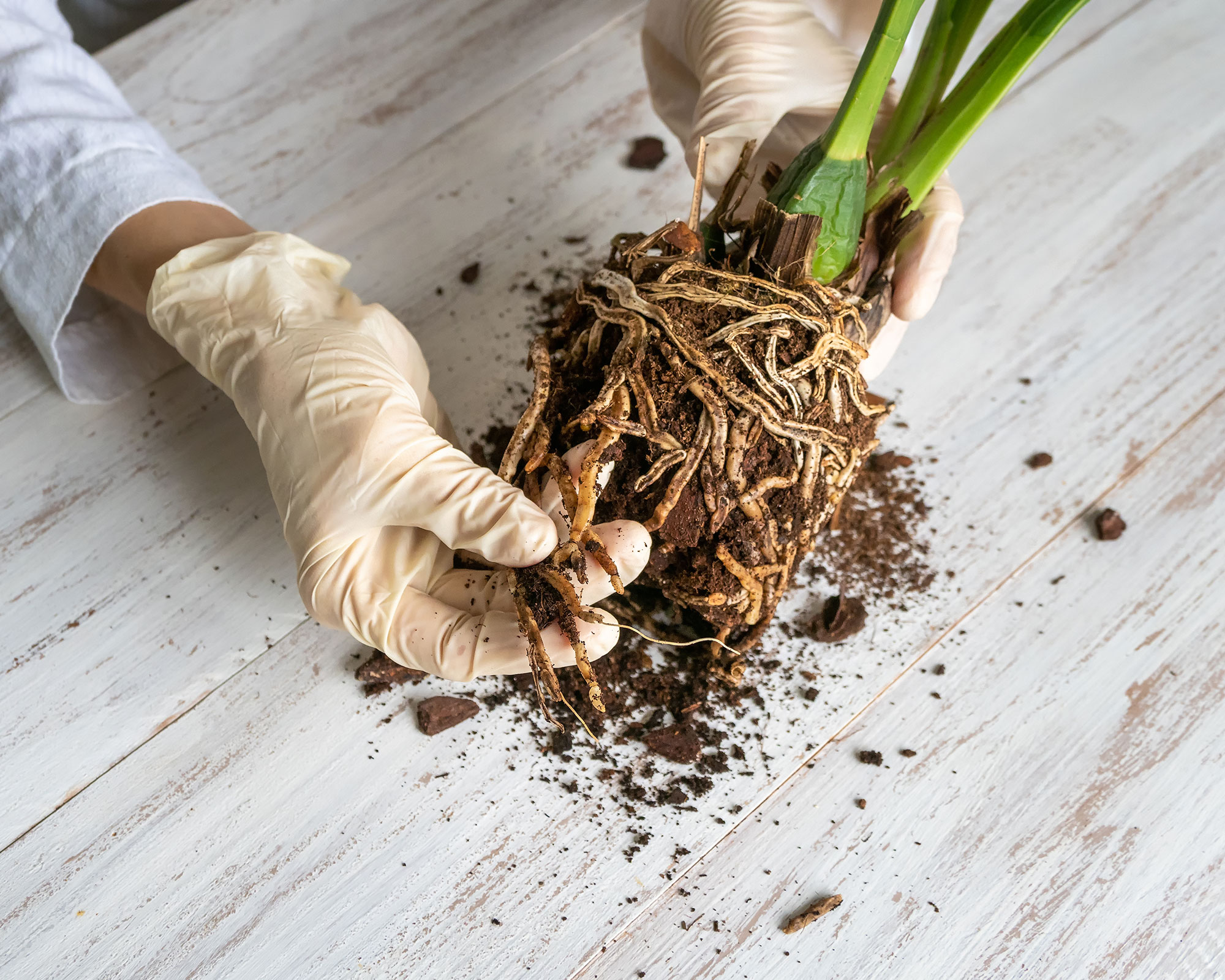 brown colored rotten orchid roots