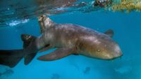 A Nurse Shark (Ginglymostoma cirratum) is seen at the Hol Chan Marine Reserve coral reef in the outskirts of San Pedro village, in Ambergris Cay, Belize, on June 7, 2018. 