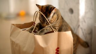 Cat sticking head in brown shopping bag
