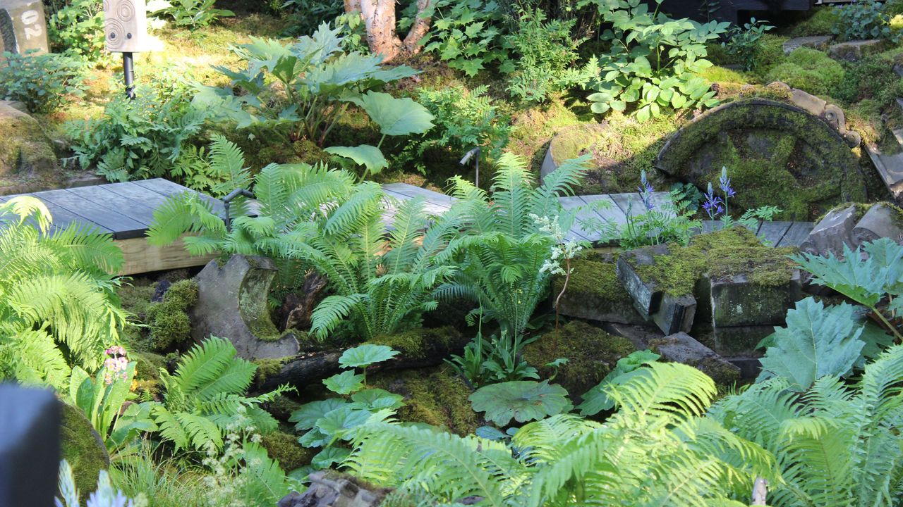 Ferns and moss covered stones on the floor of a chelsea flower show garden