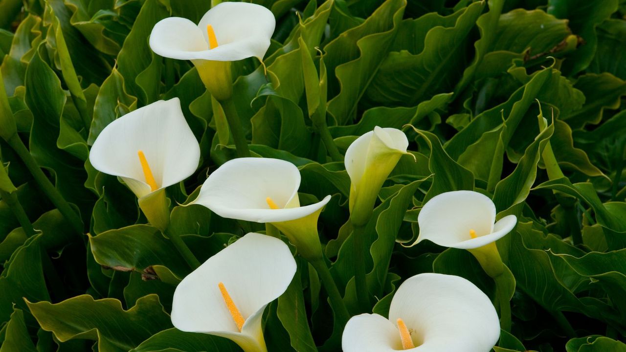 Calla lilies