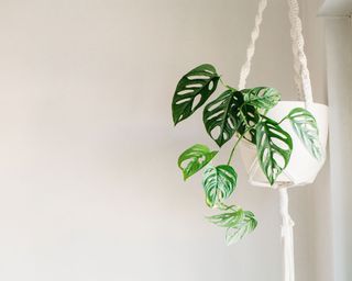 Swiss cheese plant in hanging basket