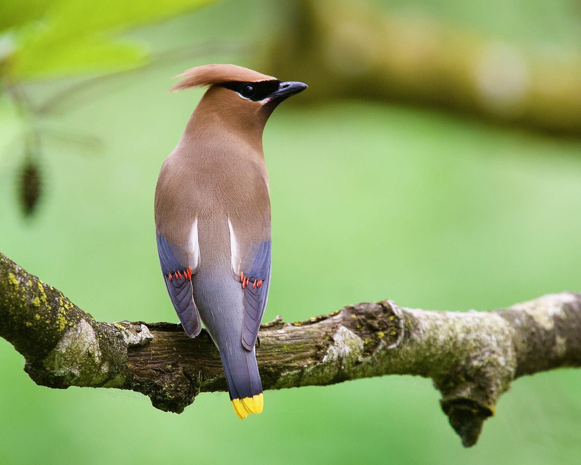 Cedar waxwing bird sits on a branch
