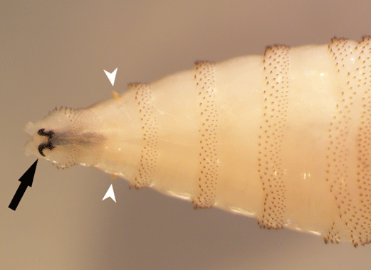 Close up of a screwworm's mouth end