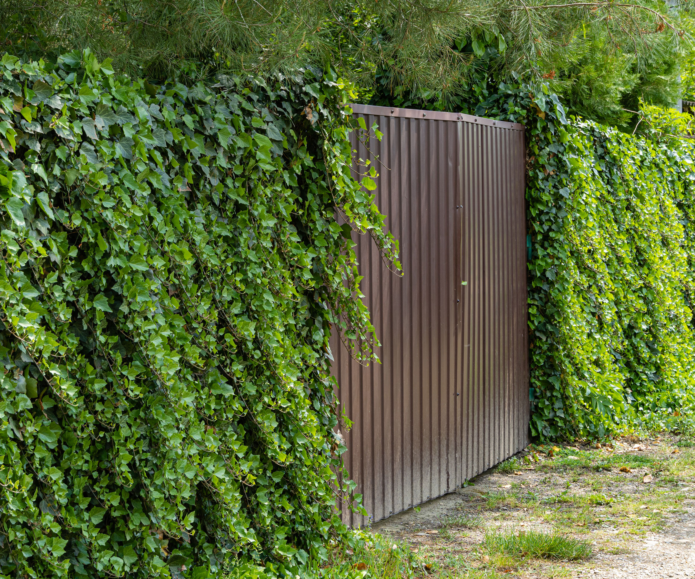 ivy foliage growing against garden fence