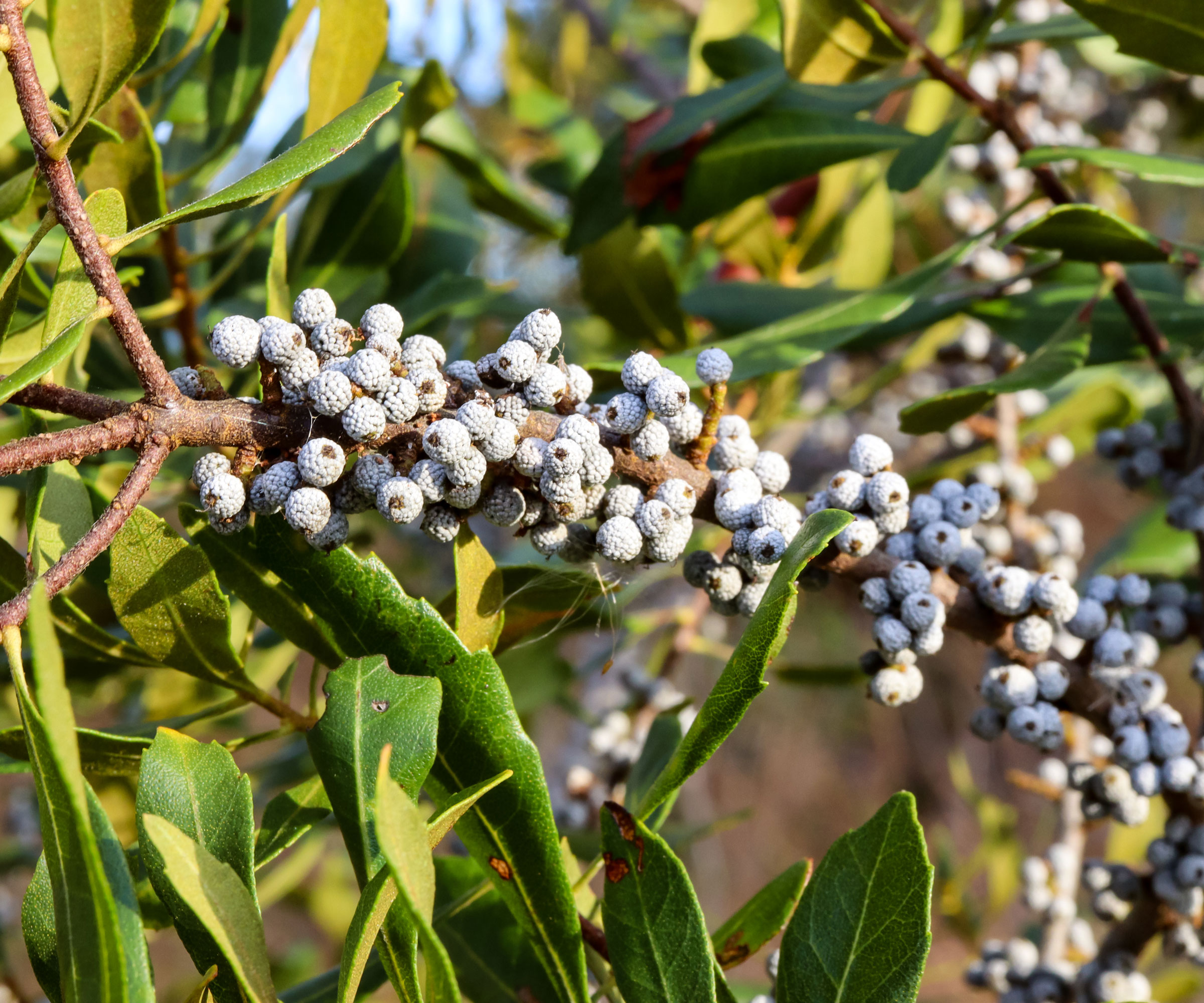 southern wax myrtle with silver blue berries