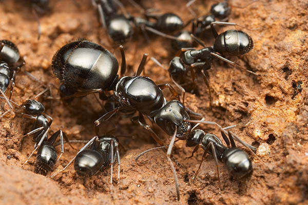 Image Gallery: Ants of the World: Page 2 | Live Science