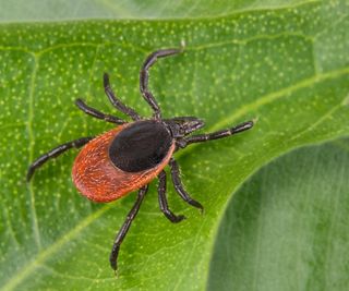 Kill ticks in your yard