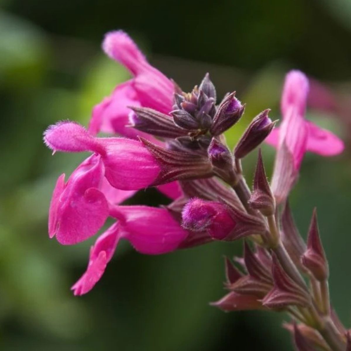 Pink Salvia 