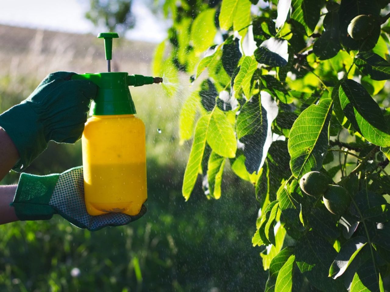 Foliar Spraying Of Plants