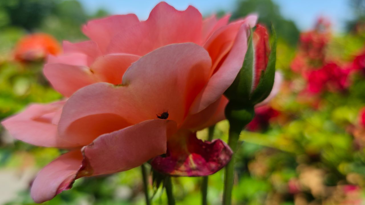A pink flower photographed at various resolutions with the Samsung Galaxy S25 Ultra