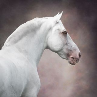 Equine photography by Dawn Cotterell