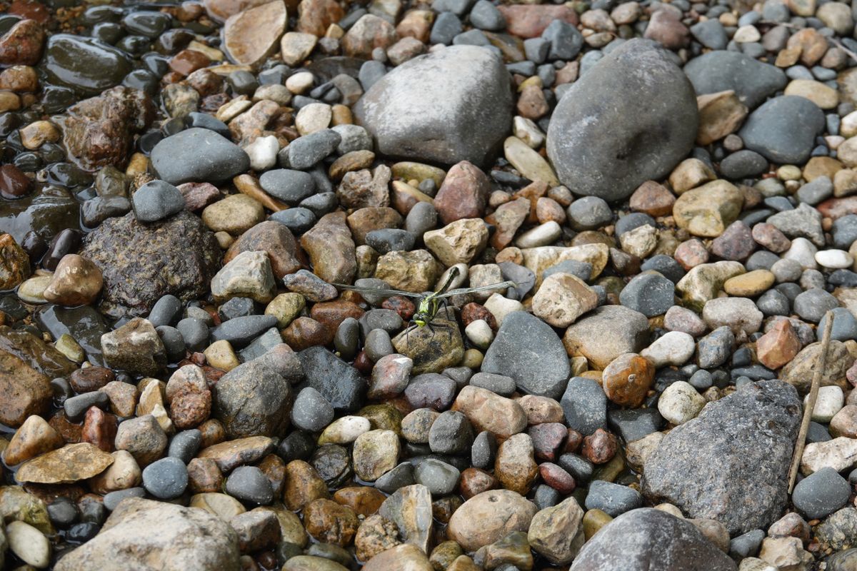 Sample photos taken with the Sony RX10 V of wildlife