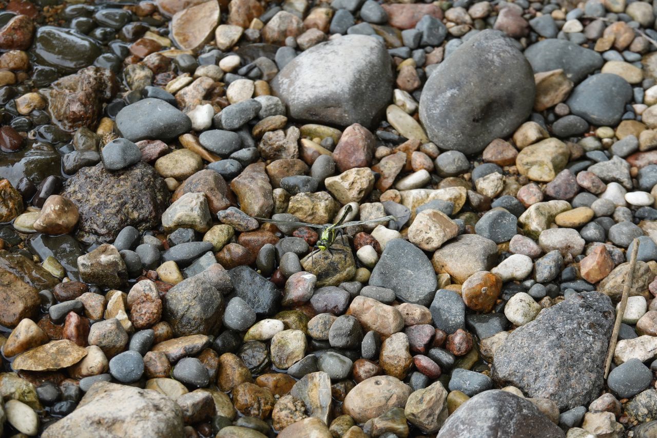 Sample photos taken with the Sony RX10 V of wildlife