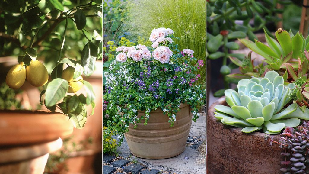 Best patio plants: 11 stunning options for paved spaces | Homes & Gardens