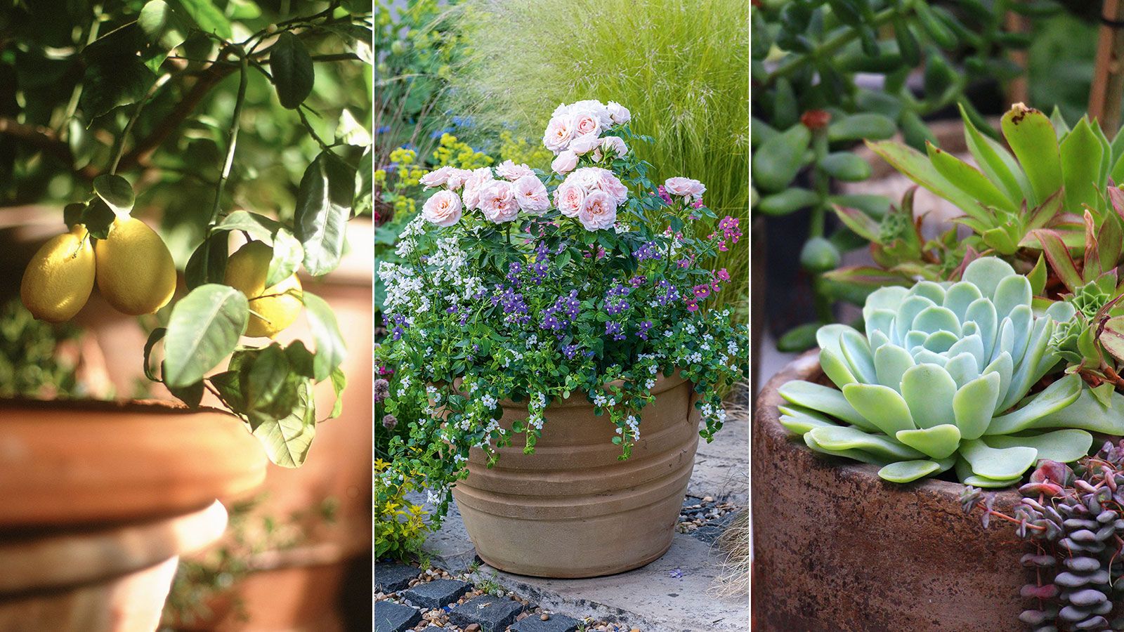 Best patio plants 11 stunning options for paved spaces Homes & Gardens