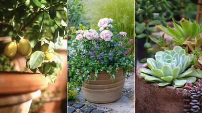 lemon tree in pots, roses growing in a summer themed container and succulents in pots