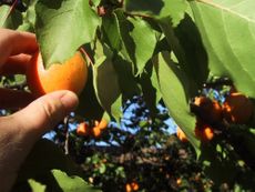 Hand Picking Apricot From A Tree