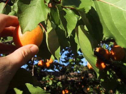 Hand Picking Apricot From A Tree