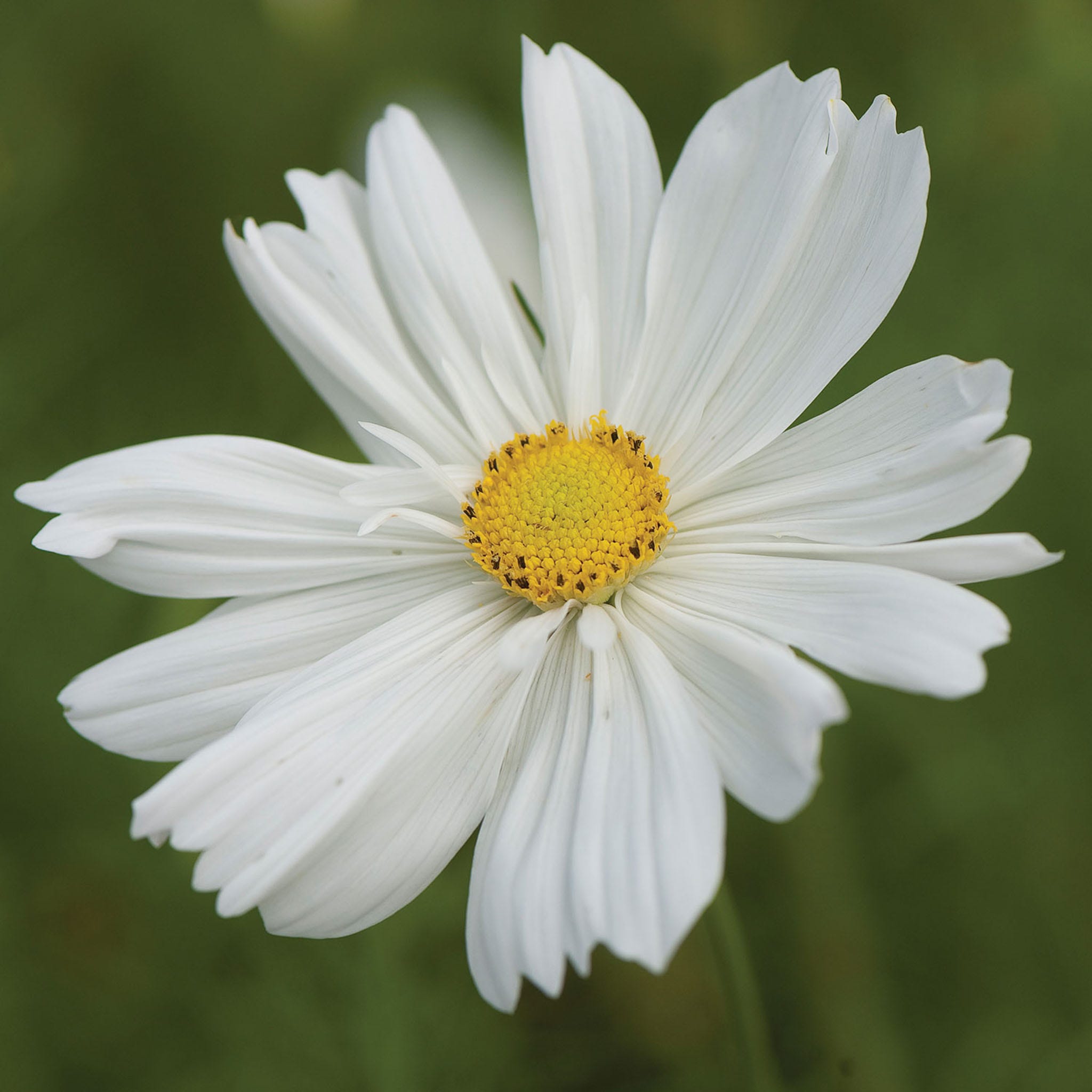 Psyche White Cosmos Seeds