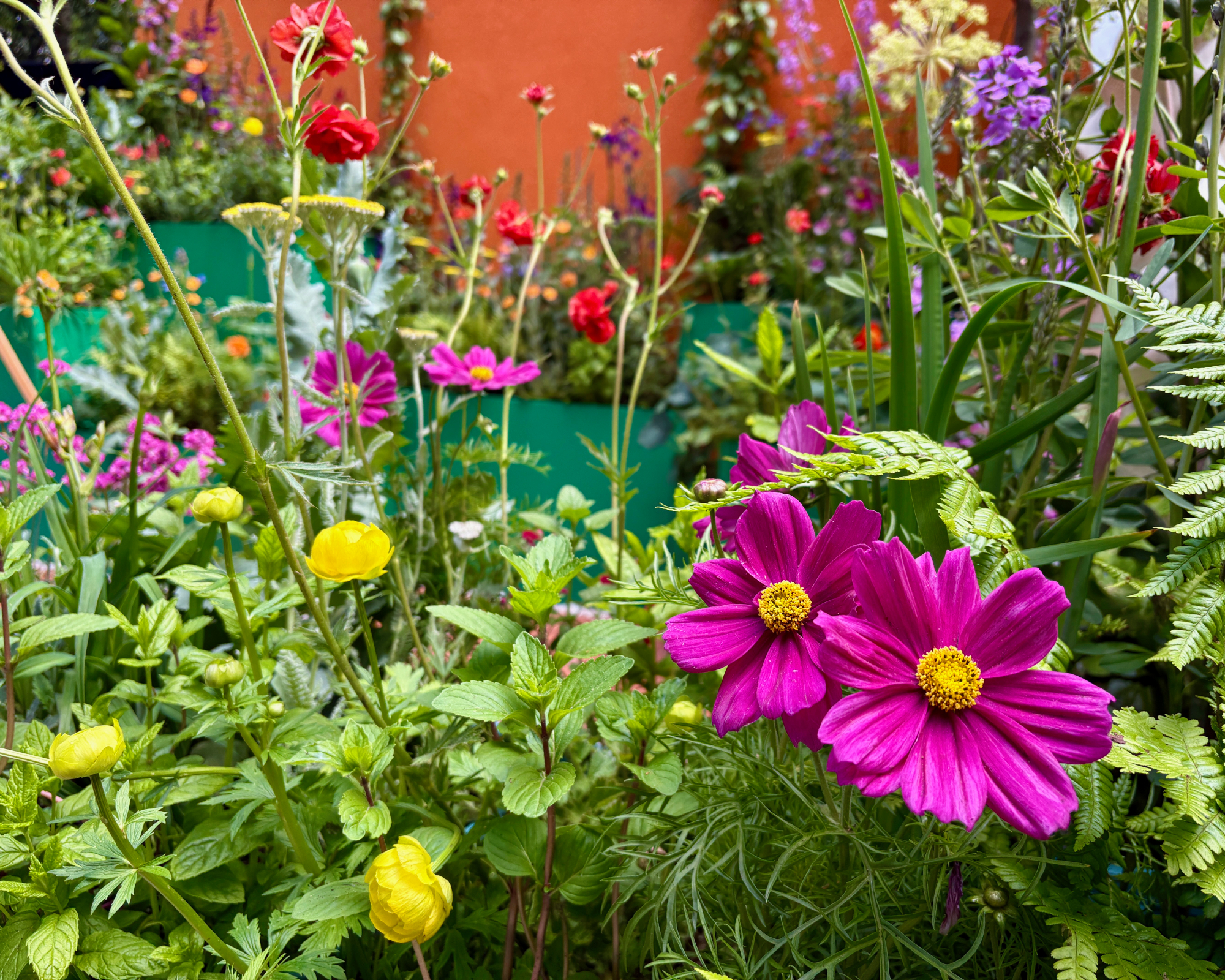 colorful flowers in containers at RHS Chelsea Flower Show 2026