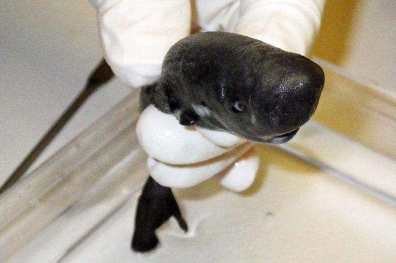 The newly identified American Pocket Shark.