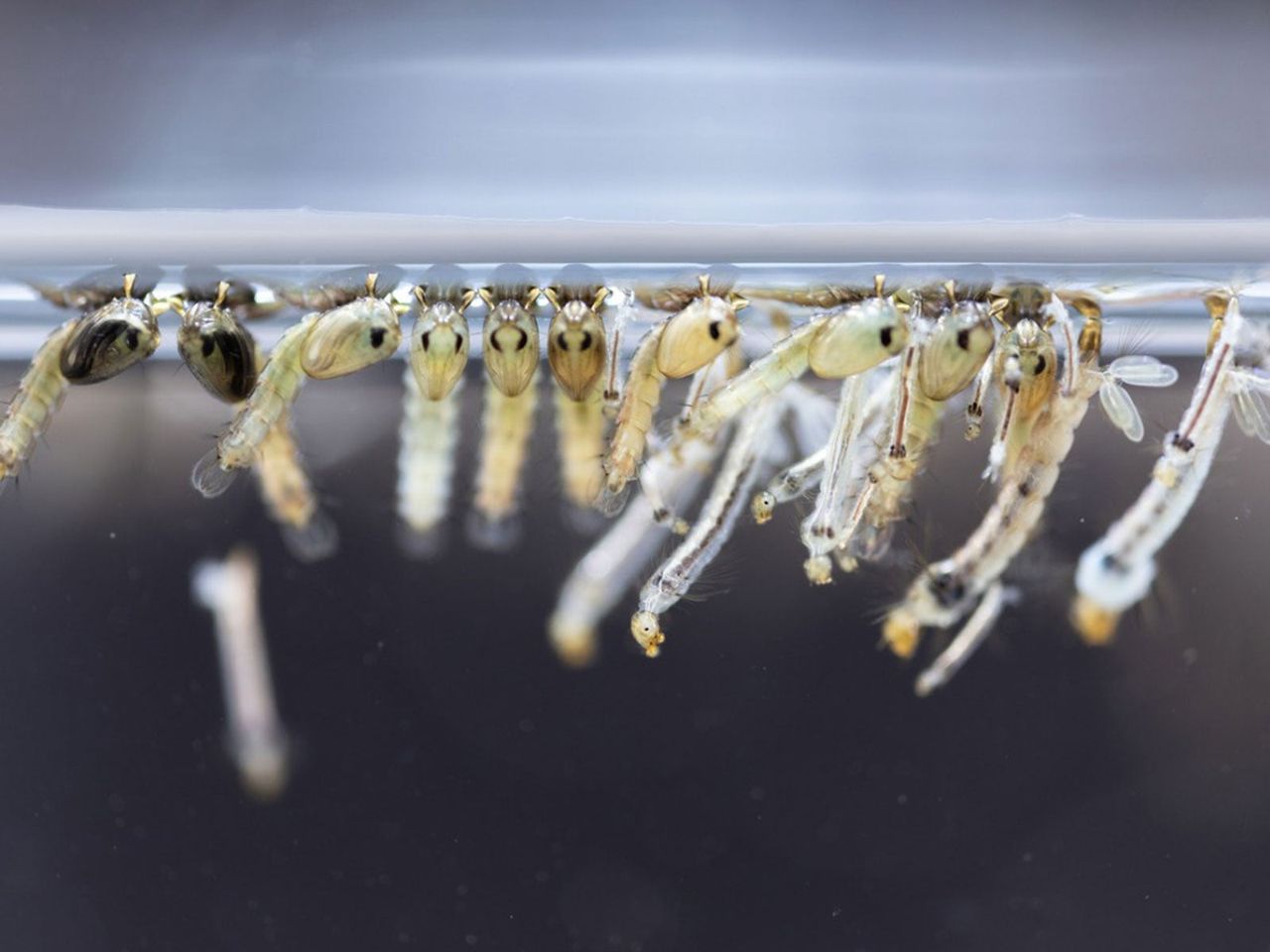 Mosquito Larva In Water