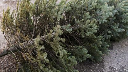 christmas tree recycling