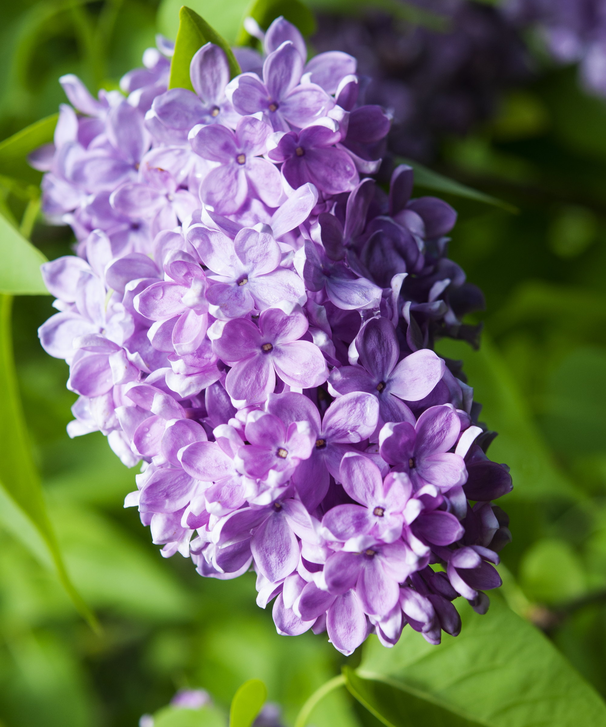 A purple bloom of a lilac shrub up close