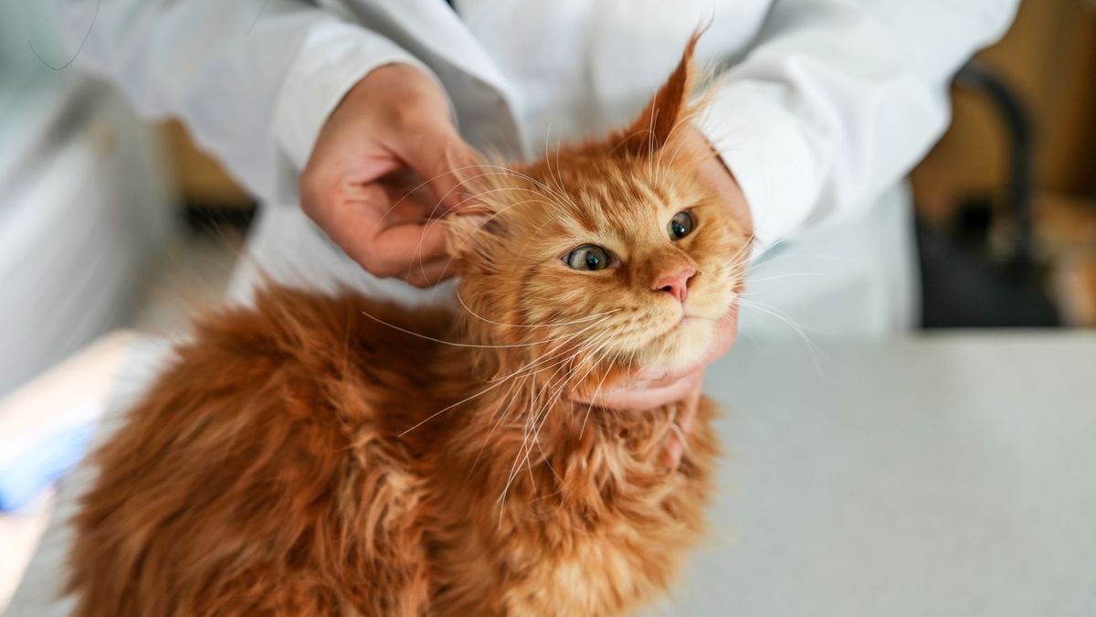 Vet checking for hot spots on ginger cat