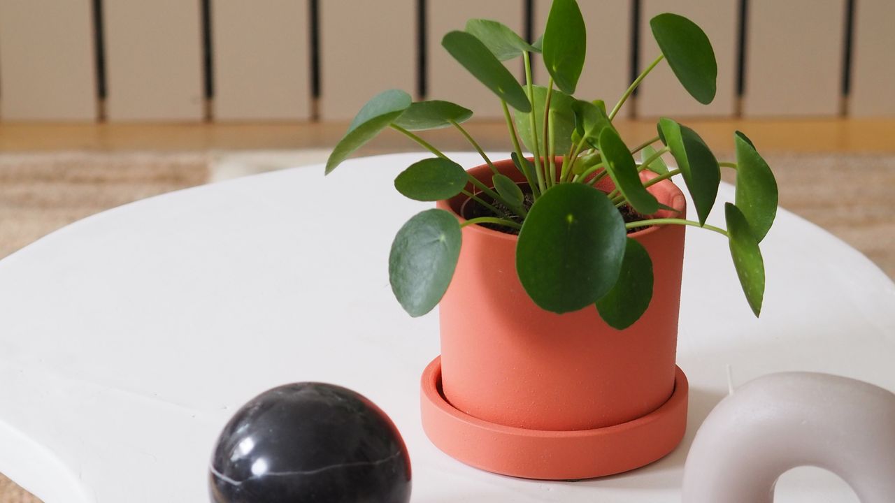 a chinese money plant on a coffee table