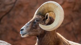 Close-up of goat,Saguaro National Park,Arizona,United States,USA
