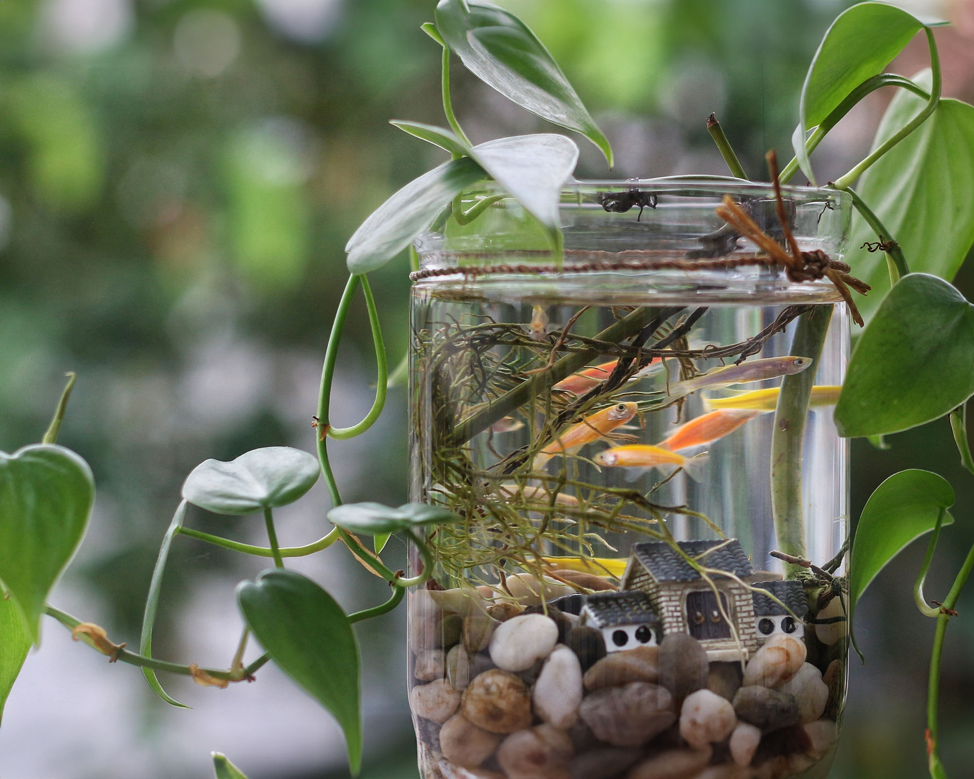 Glowing fish in a glass jar decorated with small rocks and Philodendron cordatum with a toy house ornament