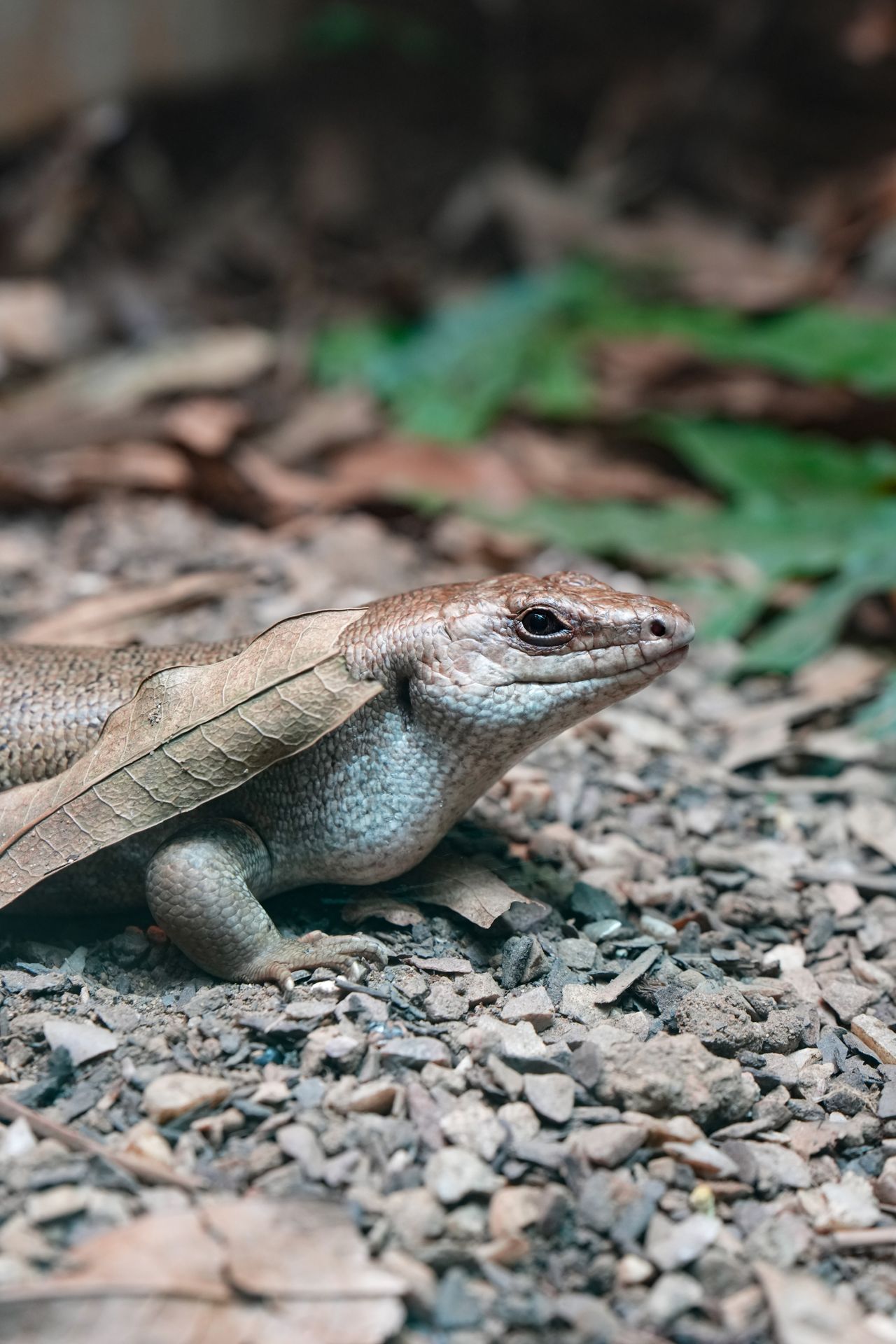 A brown lizard on a pebble surface half covered with a dead leaf